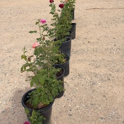 Plants Starting At $10 