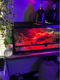 20 Gallon reptile tank