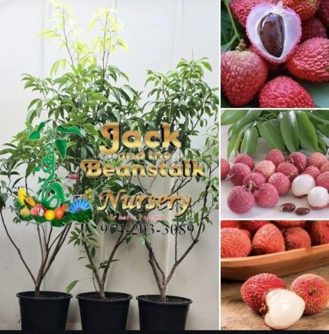 Lychee Airlayered Trees 3gal Arboles De Lychee Injertados 3gal