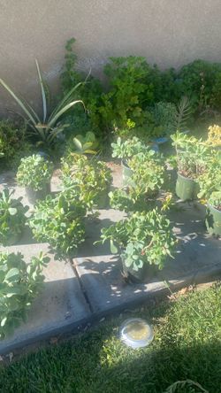 Succulent plants