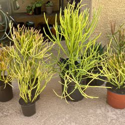 🔥 Firestick Plants All Sizes $7 - $20