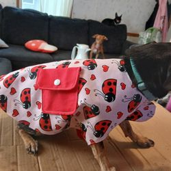 Just Done For Small Dog 