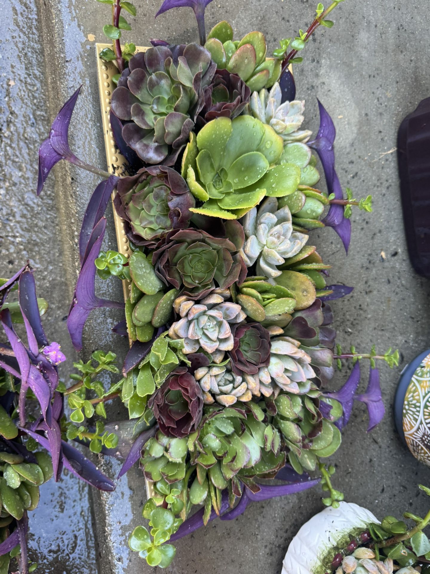Pretty Succulents