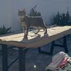 Kat