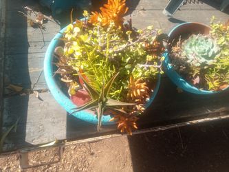 Two Succulents Variety 