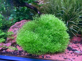 Riccia aquarium fish tank plant