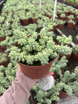 6” Burros tails sedum Morganium 
