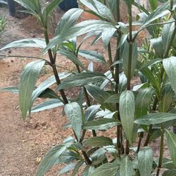 Plants, Plants, Plants