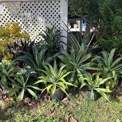 AGAVE PLANTS IN PLASTIC POT FOR SALE IN LARGO 
