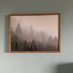 Foggy Forest Picture 