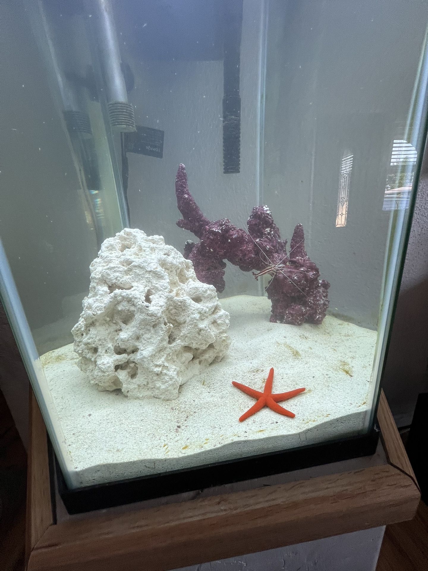 Salt Water Fish Tank