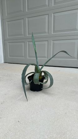Octopus Agave