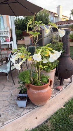 Trumpet plant