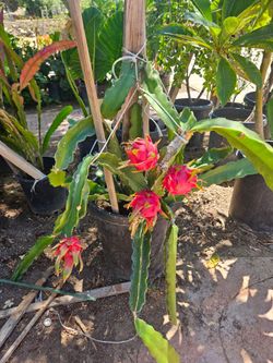Dragonfruit Plants