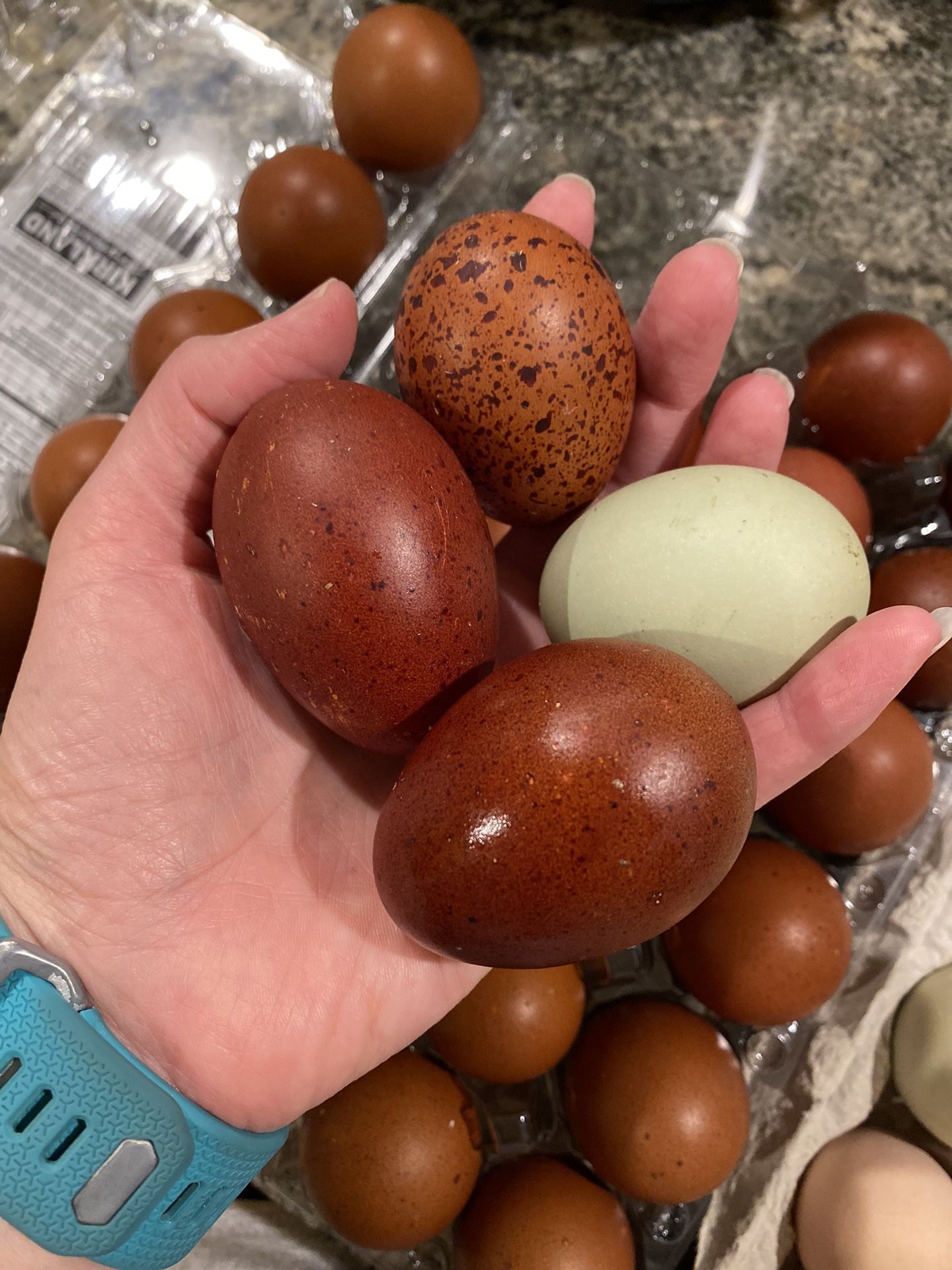 Black Copper Marans Hatching Eggs