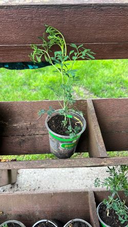 Ruda Plant