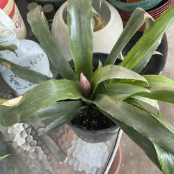 Bromelia Lágrimas De La Virgen