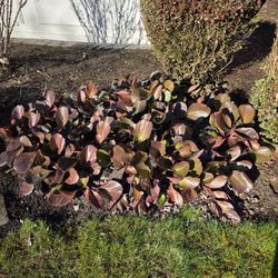 Bergenia Perennial Plant (YOU Dig)