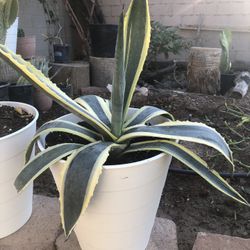 Agave Americana Variegate / Striped Century agave 