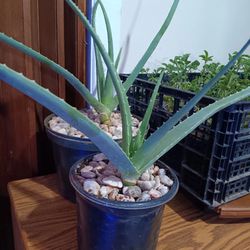 Aloe Vera Plants