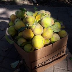 Quince/Membrillo