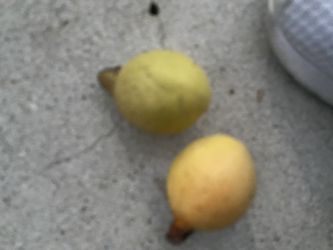 Guayaba