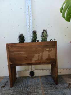 Cactus/Succulent SEE OTHER OFFERS