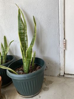 Snake plant