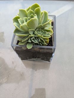 Succulents, Cactus, Raspberries, Spider Plant, Pepper 