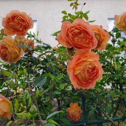 Lady Of Shallot Rose Plant For Sale 