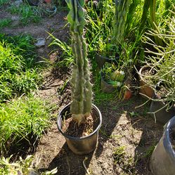 Monstroses apple cactus plant