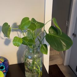 Monstera Starts 