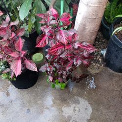 Plant