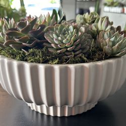 Succulent Planter 