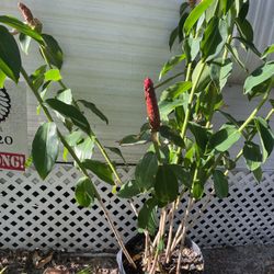 Shampoo Ginger Plant 