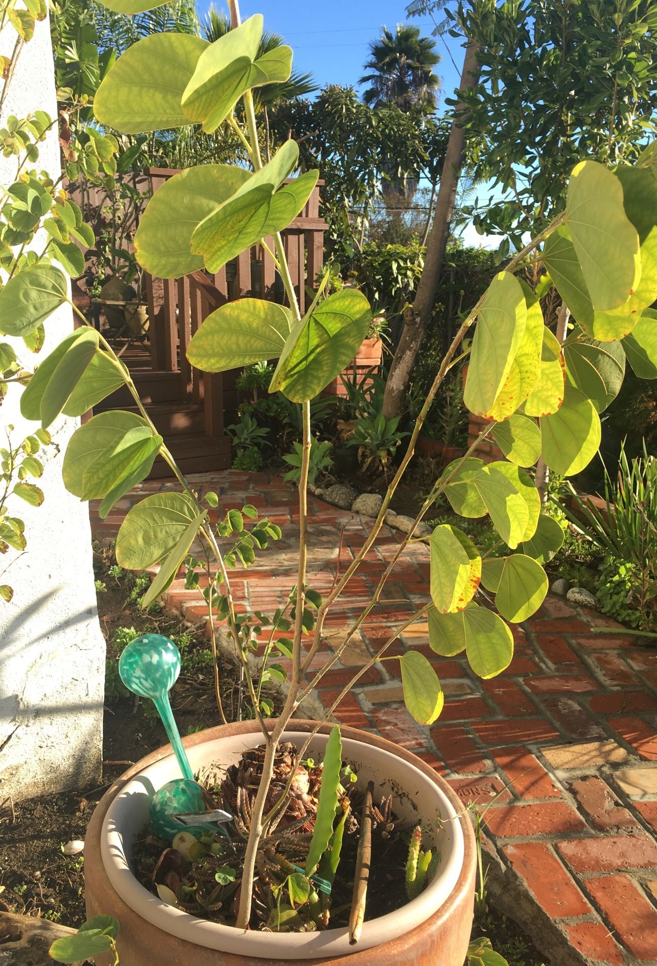 Pata de vaca/ Hong Kong Orchid Tree