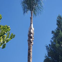 Trees& Palm Serviciooo