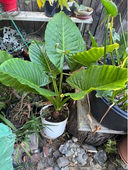 Big elephant ear 5 gallon container.