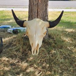 Bison Cabin Decor