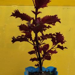 Coleus Plant 