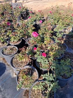 Beautiful roses. You can keep them in the pot or. You can plant them in your yard hablamos espan̈ol