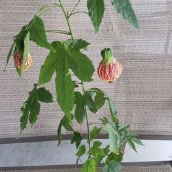 Lantern Plant