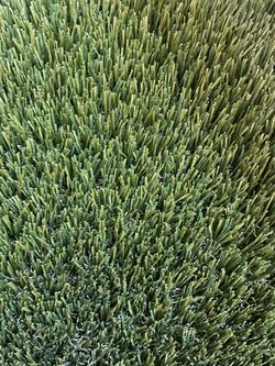 Sawgrass 15’x26’ artificial turf