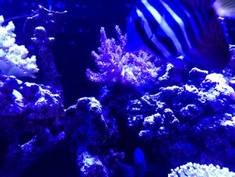 Corals
