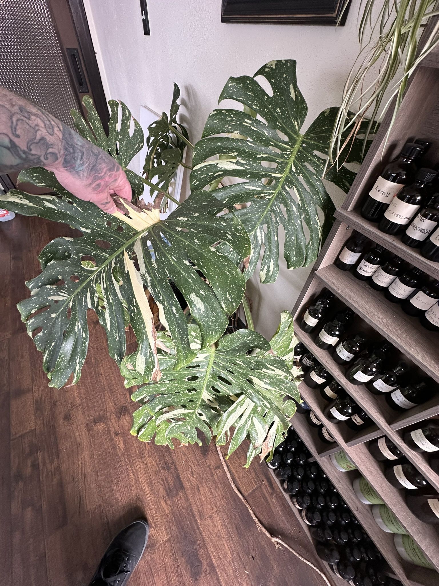 Thai Constellation Extra Large Mature