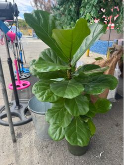 3ft fiddle leaf plant fresh