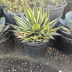 Agave Quadricolor- 2 Gallon Size For $10