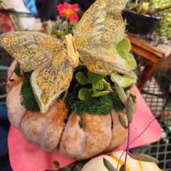Pumpkin Succulent Decoration