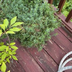 Very Cute Flowering Plant With Beautiful Big  Pot