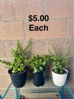 Live 🪴 Elephant Bush Succulent & Jade Plant